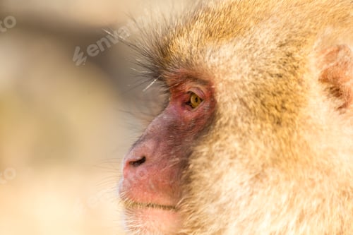 Preview: Brown monkey