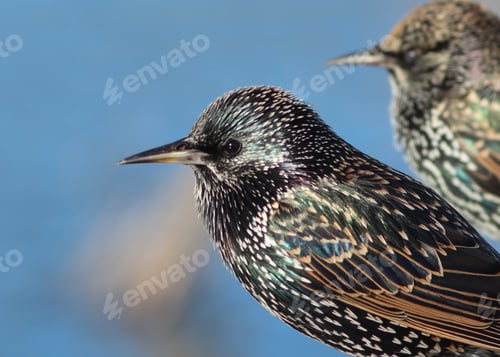 Preview: nature, bird, starling, wildlife, animal, black, wing, beak, songbird, ornithology, feather, spring,