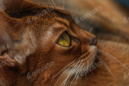 Preview: Abyssinian cat with brown fur