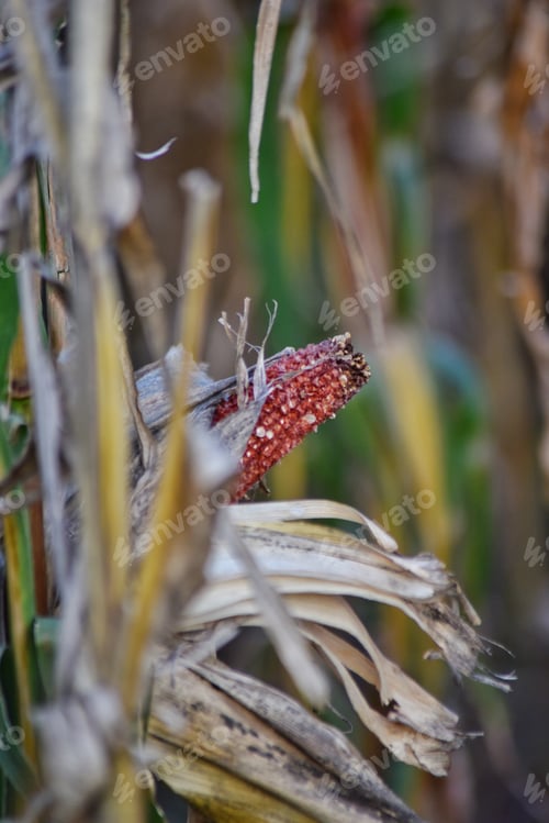 Preview: Old red corn cob in an unharvested local farm cornfield in mid October
