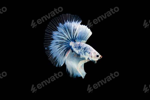 Preview: Beautiful colorful of siamese betta fish