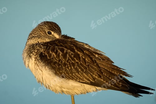 Preview: Common greenshank (Tringa nebularia)