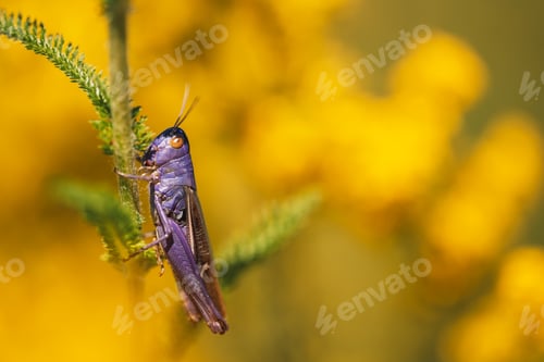 Preview: Bright purple locust sitting on plant trunk against yellow background