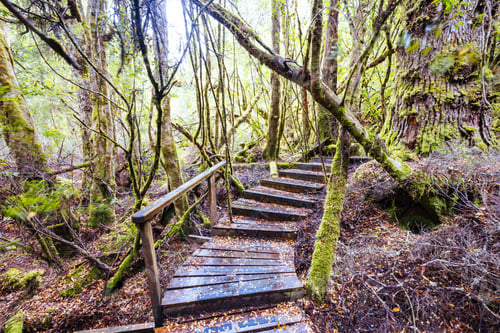 Vorschau: Creepy Crawly Trail in Tasmania Australia
