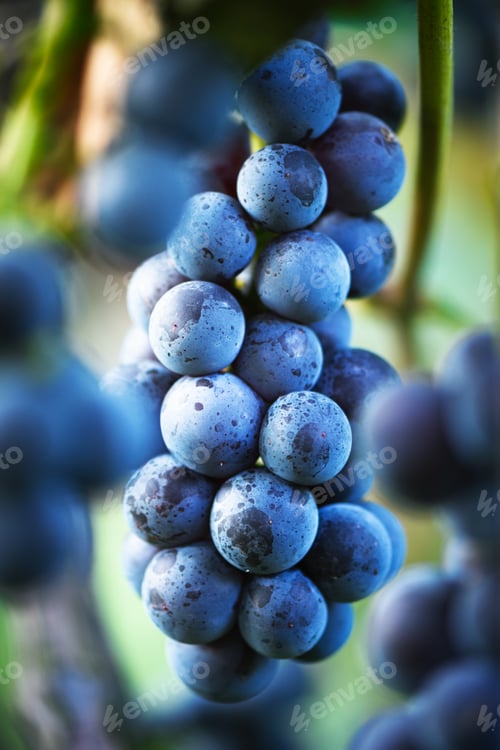 Preview: Fresh blue grapes growing on vine in natural light