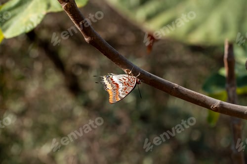 Preview: Two-tailed pasha (Charaxes jasius) butterfly
