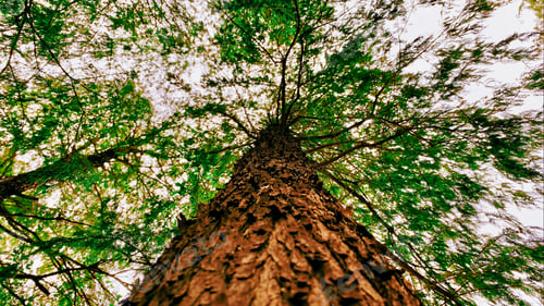 Preview: Trees