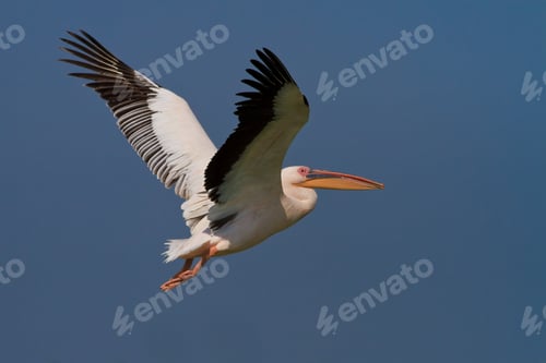 Preview: pelican in flight