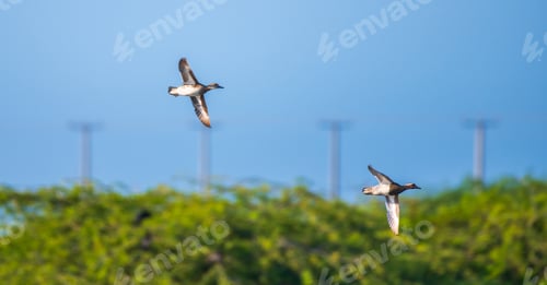 Preview: A pair of Garganey ducks soars gracefully through the clear blue sky above the lush greenery