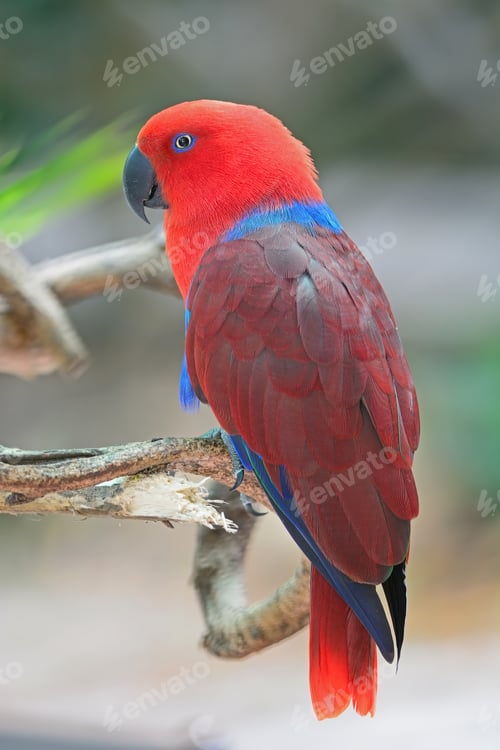 Preview: female Eclectus parrot