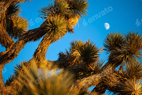 Preview: Joshua trees and half moon in clear blue sky at Joshua Tree National Park.