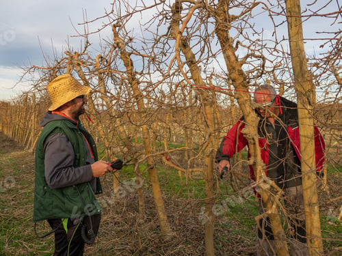 Preview: Caucasian men pruning and cutting the fruit tree branches with shears during the winter season