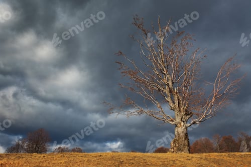 Preview: autumn tree