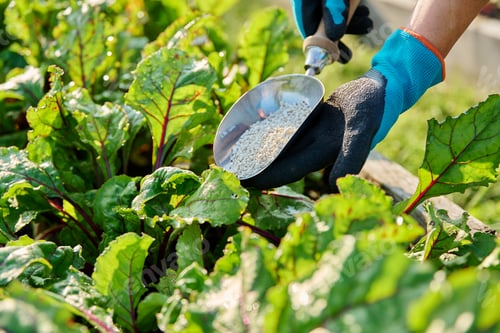 Preview: Close up of mineral fertilizers in hands, fertilizing beet plant