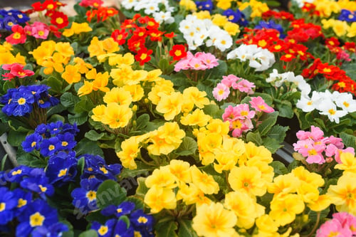 Preview: Colorful background from garden of flowers and berries, top view.