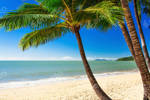 Preview: Single palm tree at Palm Cove beach, north Queensland, Australia