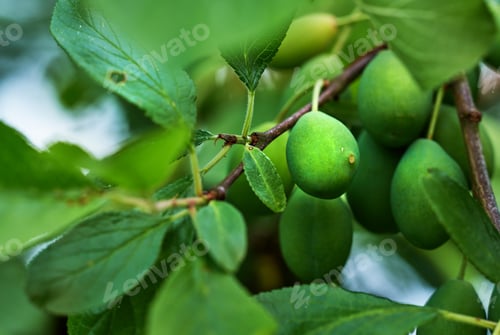 Preview: Ripening green plums. Ripening green plums handing on branch with green leaves of plum tree.
