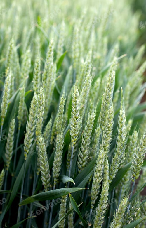 Preview: Close up of spikelet of young winter wheat