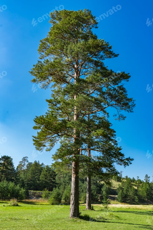 Preview: Evergreen trees on the Zlatibor mountain in Serbia
