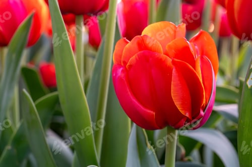 Preview: Vibrant red tulips in bloom