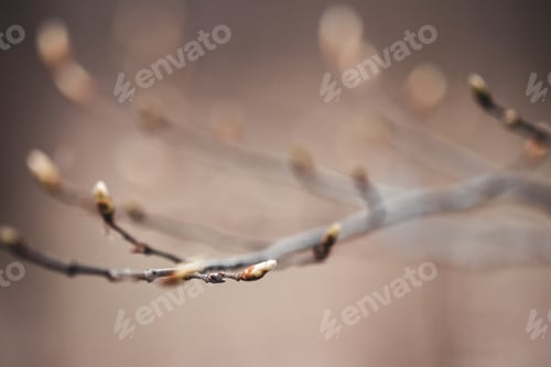 Preview: Spring blossom background. Beautiful nature scene with blooming tree and sun flare