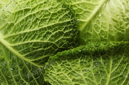 Preview: Savoy cabbage full frame background.