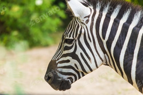 Preview: Zebra close up portrait. Wild animal in nature