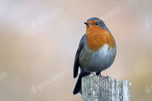 Preview: European robin close up wildlife photo