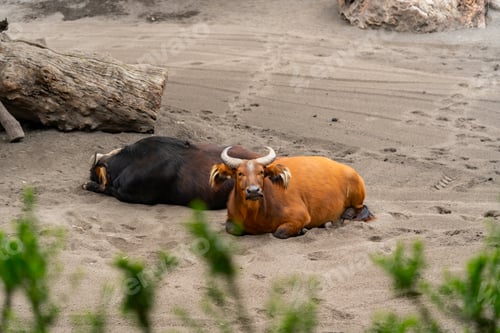 Preview: Forest Buffalos Resting Peacefully on Sandy Ground