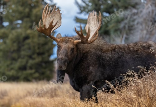 Preview: Moose in the Grand Tetons