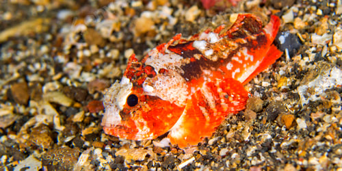 Preview: Waspfish, North Sulawesi, Indonesia
