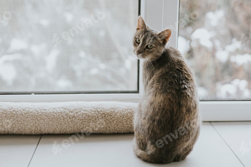 Preview: Cat sitting in the window.