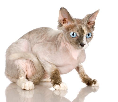 Preview: Sphinx