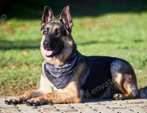 Preview: A pawfect day in the park