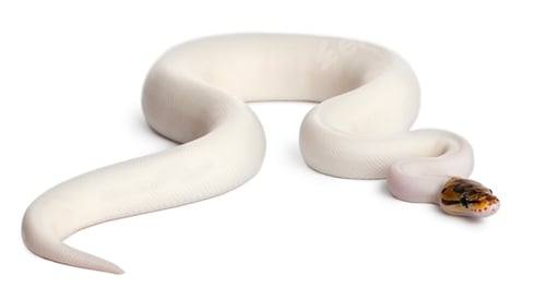Preview: Female Pied Spider Royal python