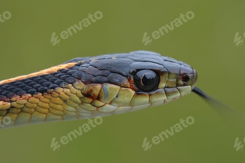 Preview: Closeup on the head of a Common garter snake, Tamnophis sirtalis, Crescent city, California