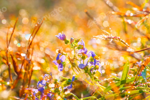 Preview: Fresh green grass with dew drops closeup. Nature Background