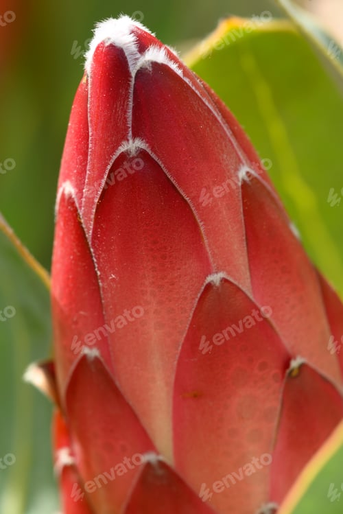 Preview: Detail of Protea flower from South Africa