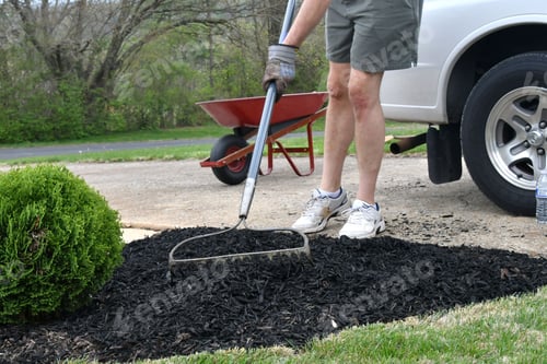 Preview: Man doing yard work chores spreading mulch with a rake from a wheelbarrow around landscape bushes