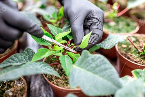 Preview: Cutting plants at the plantation