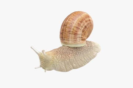 Preview: Detailed Land Snail with Textured Shell