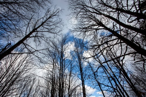 Preview: In the forest, tree branches stretching to the sky