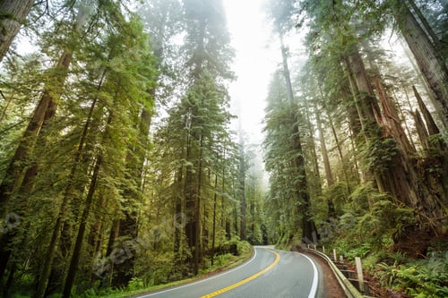 Preview: Road in forest