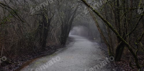 Preview: Path in the Canadian rain forest with green trees