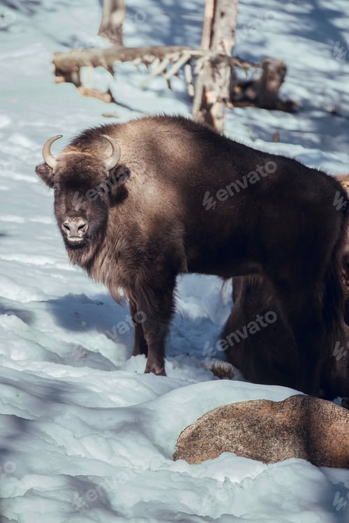 Preview: Buffalo pasturing between trees and snow