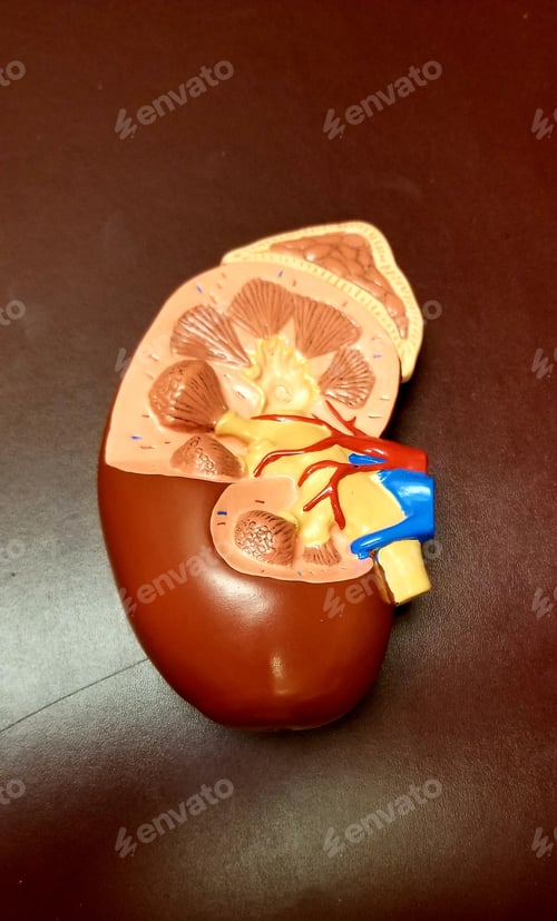 Preview: Nephrology! Kidney! Human Kidney! Healthcare and Medicine!