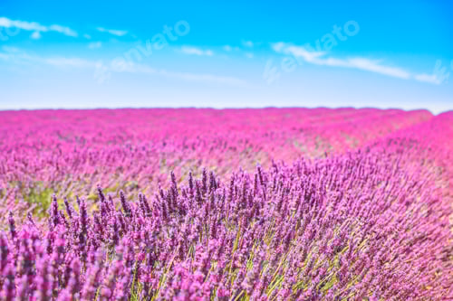 Preview: Lavender flowers blooming fields. Valensole Provence, France