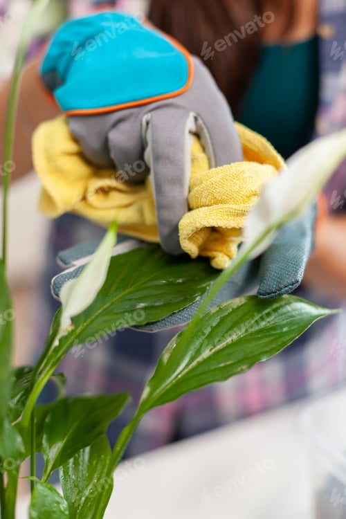 Preview: Woman cleaning plant leaves