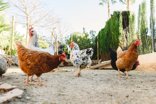 Preview: Hens pecking food in the fencing of their henhouse on a farm.