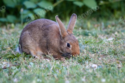 Preview: Bunny in the Grass